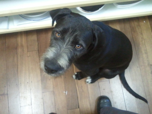 A dog looking up at the camera